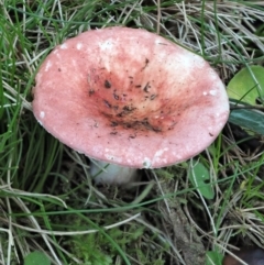 Russula sp. (genus) at Cotter River, ACT - 3 Jun 2020