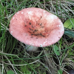 Russula sp. (genus) at Cotter River, ACT - 3 Jun 2020 10:46 AM