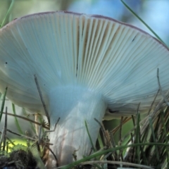 Russula sp. (genus) at Cotter River, ACT - 3 Jun 2020