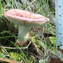 Russula sp. (genus) at Cotter River, ACT - 3 Jun 2020