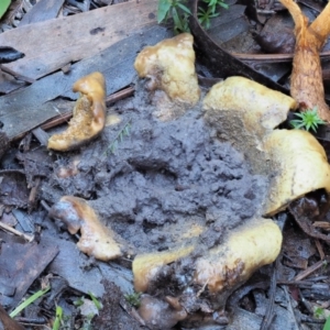 Scleroderma sp. at Cotter River, ACT - 3 Jun 2020 12:19 PM