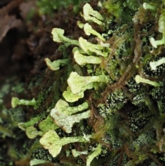 Thysanothecium scutellatum (A lichen) at Cotter River, ACT - 23 Jun 2020 by KenT