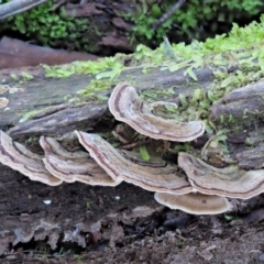 Trametes versicolor (Turkey Tail) at Namadgi National Park - 3 Jun 2020 by KenT