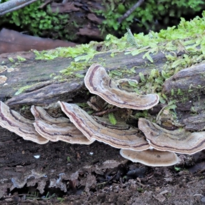 Trametes versicolor (Turkey Tail) at Namadgi National Park - 3 Jun 2020 by KenT