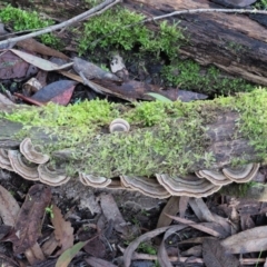 Trametes versicolor at Cotter River, ACT - 3 Jun 2020 01:46 PM