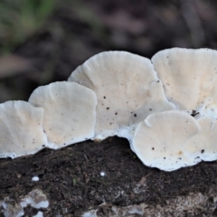 Trametes versicolor at Cotter River, ACT - 3 Jun 2020