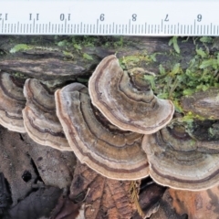 Trametes versicolor at Cotter River, ACT - 3 Jun 2020