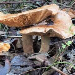 Tricholoma eucalypticum at Cotter River, ACT - 4 Jun 2020 by KenT