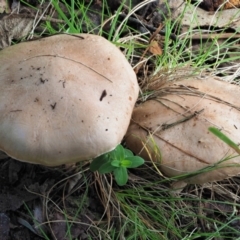 Tricholoma eucalypticum at Namadgi National Park - 4 Jun 2020