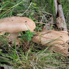 Tricholoma eucalypticum at Namadgi National Park - 4 Jun 2020