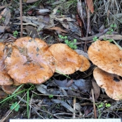 Tricholoma eucalypticum at Namadgi National Park - 4 Jun 2020 11:20 AM