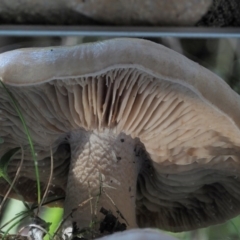 Tricholoma eucalypticum at Cotter River, ACT - 4 Jun 2020