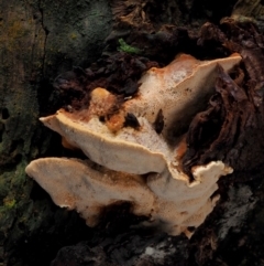 zz Polypore (shelf/hoof-like) at Cotter River, ACT - 23 Jun 2020 by KenT