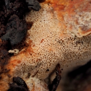 zz Polypore (shelf/hoof-like) at Cotter River, ACT - 23 Jun 2020