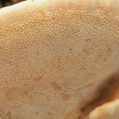 zz Polypore (shelf/hoof-like) at Cotter River, ACT - 23 Jun 2020