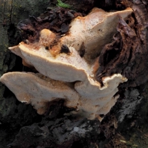 zz Polypore (shelf/hoof-like) at Cotter River, ACT - 23 Jun 2020