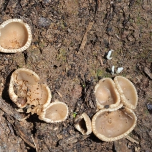 Peziza at Cotter River, ACT - 3 Jun 2020