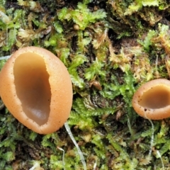 zz – ascomycetes - apothecial (Cup fungus) at Cotter River, ACT - 23 Jun 2020 by KenT