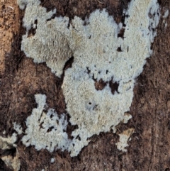 Xylodon 'Schizopora group' at Cotter River, ACT - 23 Jun 2020