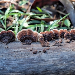 Xylobolus illudens at Cotter River, ACT - 4 Jun 2020 12:48 PM