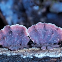 Xylobolus illudens at Cotter River, ACT - 4 Jun 2020 12:48 PM