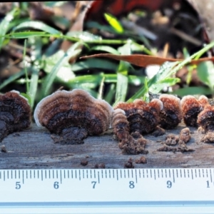 Xylobolus illudens at Cotter River, ACT - 4 Jun 2020 12:48 PM