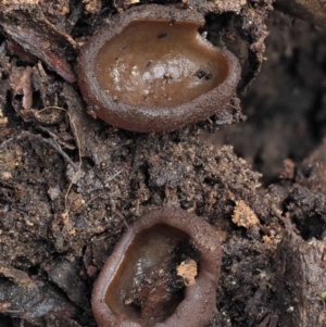 Aleuria sp. (genus) at Cotter River, ACT - 23 Jun 2020