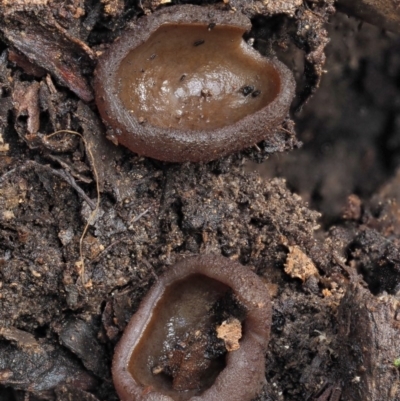 Aleuria sp. (genus) (An Orange peel fungus) at Cotter River, ACT - 23 Jun 2020 by KenT