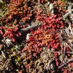 Crassula sieberiana (Austral Stonecrop) at Ainslie volcanic grassland - 25 Jul 2020 by AndyRussell