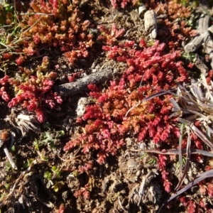 Crassula sieberiana at Ainslie, ACT - 25 Jul 2020