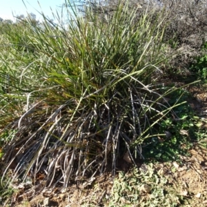 Lomandra multiflora at Campbell, ACT - 25 Jul 2020