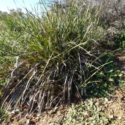 Lomandra multiflora (Many-flowered Matrush) at Campbell, ACT - 25 Jul 2020 by AndyRussell