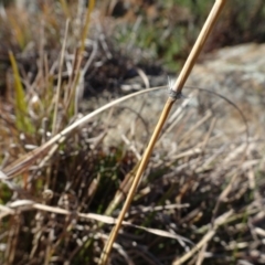 Sorghum leiocladum (Wild Sorghum) at Ainslie volcanic grassland - 25 Jul 2020 by AndyRussell