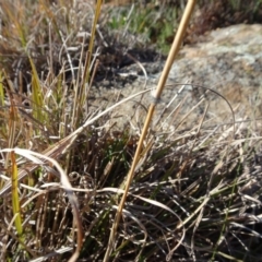 Sorghum leiocladum at Campbell, ACT - 25 Jul 2020 11:27 AM