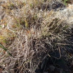 Sorghum leiocladum at Campbell, ACT - 25 Jul 2020