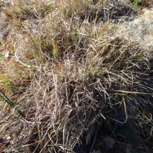 Sorghum leiocladum at Campbell, ACT - 25 Jul 2020