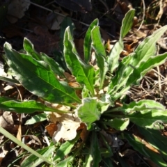 Cynoglossum australe (Australian Forget-me-not) at Campbell, ACT - 25 Jul 2020 by AndyRussell