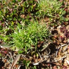 Isoetopsis graminifolia (Grass Cushion Daisy) at Ainslie volcanic grassland - 25 Jul 2020 by AndyRussell