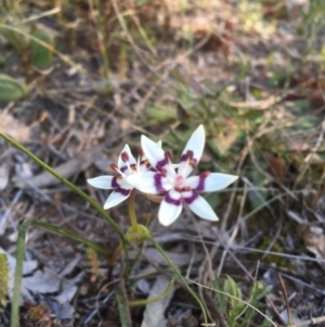 Wurmbea dioica subsp. dioica at Pearce, ACT - 23 Jul 2020
