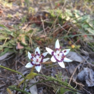 Wurmbea dioica subsp. dioica at Pearce, ACT - 23 Jul 2020