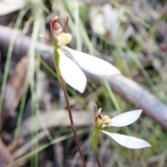 Eriochilus cucullatus (Parson's Bands) at Black Mountain - 12 Apr 2014 by AaronClausen