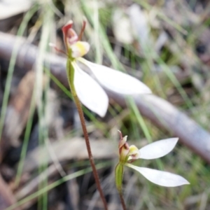 Eriochilus cucullatus at Canberra Central, ACT - 12 Apr 2014