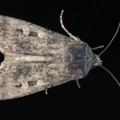 Agrotis infusa (Bogong Moth, Common Cutworm) at Ainslie, ACT - 26 Jul 2020 by jbromilow50