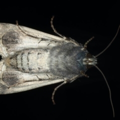 Agrotis infusa at Ainslie, ACT - 26 Jul 2020