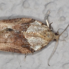 Epiphyas postvittana (Light Brown Apple Moth) at Ainslie, ACT - 26 Jul 2020 by jb2602