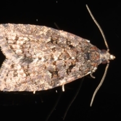 Tortricinae (subfamily) (A tortrix moth) at Ainslie, ACT - 26 Jul 2020 by jb2602