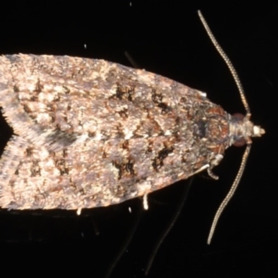 Tortricinae (subfamily) (A tortrix moth) at Ainslie, ACT - 26 Jul 2020 by jbromilow50