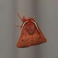 Anthela ferruginosa at Black Range, NSW - 25 Jul 2020 by AndrewMcCutcheon