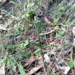 Diplodium laxum (Antelope greenhood) at Mount Majura - 13 Apr 2014 by AaronClausen