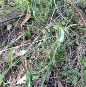 Diplodium laxum at Hackett, ACT - 13 Apr 2014